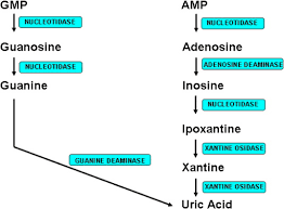 Usually, uric acid dissolves in the blood and moves through the kidneys where it is then passing out of the body via urine. Regulation Of Uric Acid Metabolism And Excretion Sciencedirect