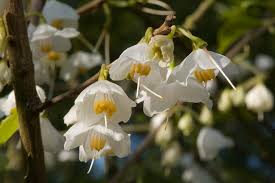 Image result for Halesia