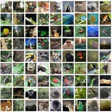 The following plant adaptations enable tropical plants to live in the hot, humid, and wet conditions of the tropical rainforest. Why Do Rainforests Have So Many Kinds Of Plants And Animals