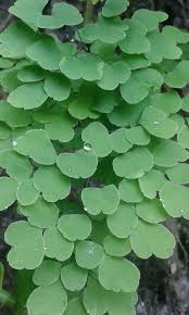 Image result for Adiantum poiretii