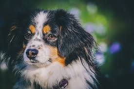 Color:black tricolor aussie australian shepherd give a gift that is personalized for someone special by giving them a novelty design coffee mug that they can use everyday and appreciate for many years to come. Tri Colored Australian Shepherds Rare Tri Facts Australian Shepherd Info