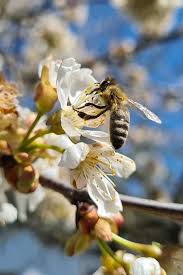 Hey Pandas, Post Your Best Macro Nature Shot (Closed)