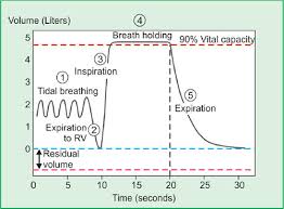 Image result for Diffusing Capacity