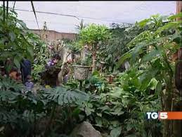 La casa delle farfalle di montegrotto terme, inaugurata nel 1988, � stata in assoluto la prima struttura museale del genere in italia. La Casa Delle Farfalle Di Montegrotto Terme Youtube
