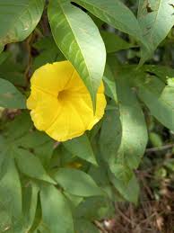 Image result for Merremia tuberosa