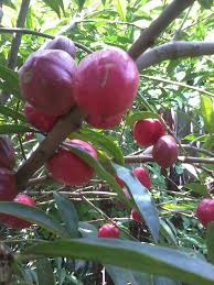 Mahkota dewa, disebut juga simalakama, merupakan salah satu tanaman obat yang berasal dari indonesia. Pokok Dan Buah Mahkota Dewa Mahkota Dewa Herba Facebook