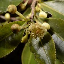 Image result for Aphloia