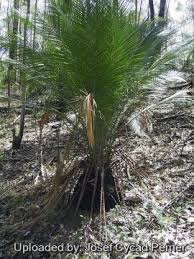 Image result for Macrozamia communis