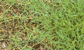 Grass grows best in soil with a neutral ph (about 6.5 on the ph scale. Bermudagrass Yearly Maintenance Program Home Garden Information Center