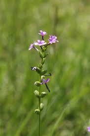 Image result for Buchnera candida