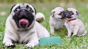 Pug Cinsi Kopeklerin Bakimi Ve Beslenmesi Haberso