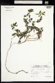 Image result for Lathyrus hygrophilus