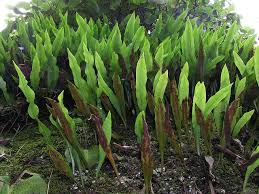 Image result for Loxogramme