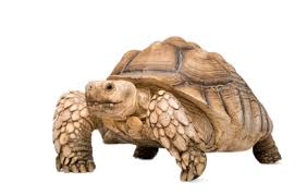 Image result for Grewia sulcata
