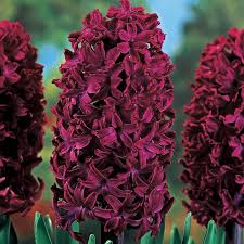 Image result for Hyacinth Red 2016 G