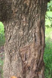 Image result for Burttdavya