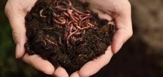 How much vermicast is being used in these experiments? What Is Vermicast And How To Use It Garden Made Simple