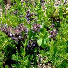 Image result for Salvia nilotica