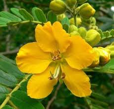 NCR Indian senna Plant ( Senna alexandrina ) – krisikart