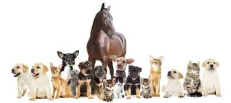 Ich bedanke mich, dass ich euch so viele jahre begleiten und ich viel von euch lernern durfte! Craniosacrale Osteopathie Fur Tiere My Best Friend