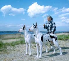 Nancy Parker S Great Dane Website Great Dane Dogs Huge Dog Breeds Great Dane