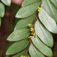Image result for Anisophylleaceae