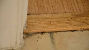 They usually feed on the crumbs of food we drop. House Infested With Ants On Stock Footage Video 100 Royalty Free 3630800 Shutterstock