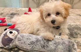 Only consider an exceptional person for my boy. Teacup Maltipoo 12 Surprising Facts You Should Know