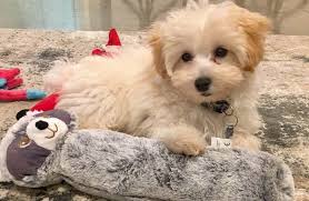 Toy & teacup maltipoo puppies sex: Teacup Maltipoo 12 Surprising Facts You Should Know