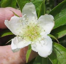 We did not find results for: White Flowers Tree Guide Uk White Flowers Used For Tree Identification