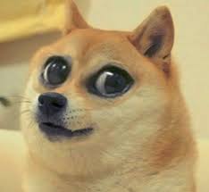 Doge With Big Eyes