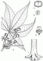 Image result for Ricinodendron