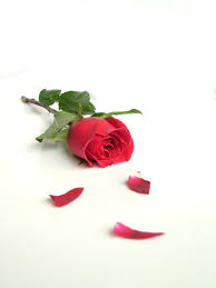 We did not find results for: How To Successfully Press Roses Flower Press