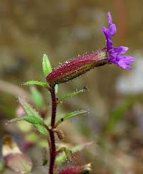 Image result for Lythraceae