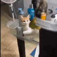 Cat Vomit Gifs Tenor