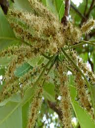 Image result for Terminalia bellirica