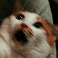  17 Ide Kucing Meme Humor Hewan Meme Binatang Humor Hewan Lucu