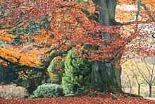 When collecting beech tree seeds, find a healthy beech tree that is growing within a 100 mile radius of where you will be planting the seeds. Beech Wikipedia