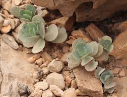 Image result for Kalanchoe latisepala