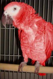 Exotic Bird Eggs For Sale In India Pin On African Grey