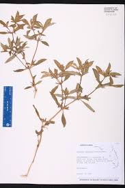 Image result for Flaveria trinervia