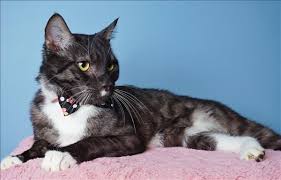 Black And White Tabby I Found This Pet On Www Adoptapet Com Au Tabby Cat Cat Pics Pets