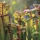 LEARN: Bog Gardening & Carnivorous Plants Workshop