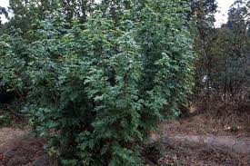Image result for Psychotria mahonii