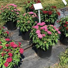 Image result for Pentanisia sykesii