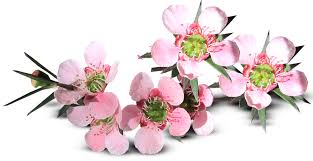 Check spelling or type a new query. Manuka Korure New Zealand