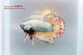 Armageddon Hmpk Betta Fish Types Betta Aquarium Betta