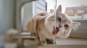 10 simple ways to keep your cat. Encouraging Your Cat To Drink More Water Pawshake Blog