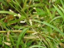 Image result for Echinochloa pyramidalis