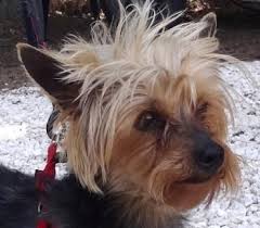 yorkshire terrier mix lukie mochte eine zweite chance pitbull terrier yorkshire terrier yorkshire